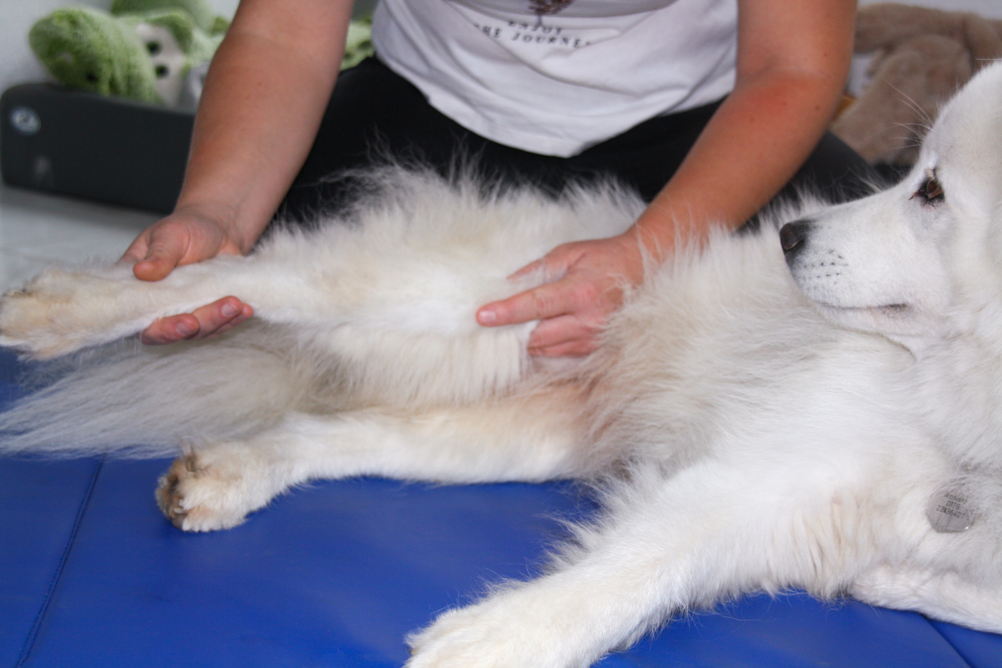 Ein Hund bei der physiotherapeutischen Behandlung